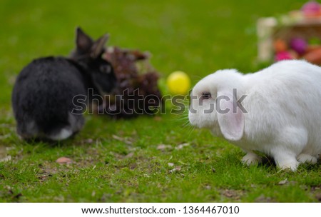 White and black rabbits sit by the Easter basket with colored eggs and juicy carrots