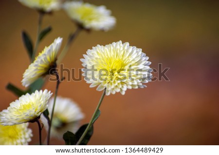 A photo of chrysanthemum flowers