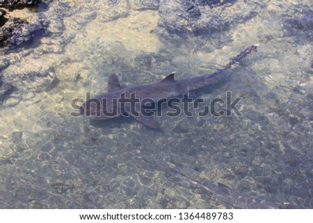White-tipped shark (around 1,5 meter),Pacific Ocean, Santa Cruz Island, Galapagos, Ecuador