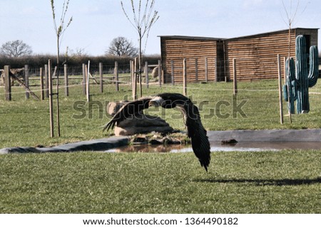 A picture of a Bald Eagle in flight