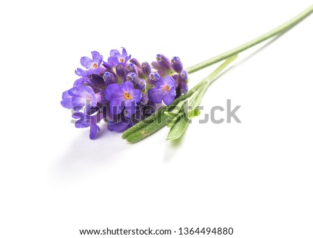 Lavender flower isolated on white background. Macro picture
