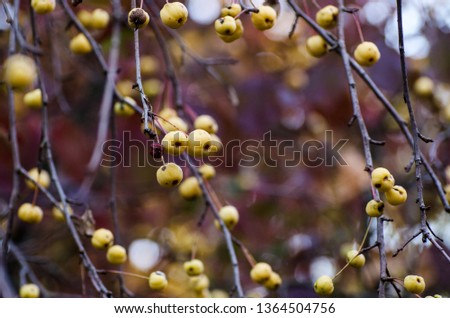Autumn background with plenty small yellow wild apples on Crab apple tree. Dark moody fall picture.