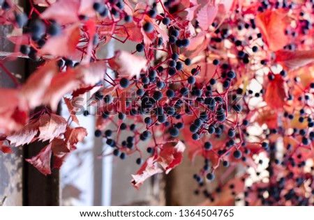 Wild red grape leaves and purple berries. Beautiful bright fall background.