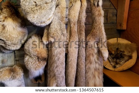 Natural Animal Pelts Hanging in a Rustic Log Cabin Setting; Travel, Hunting, Shopping, Cultural Economics Royalty-Free Stock Photo #1364507615
