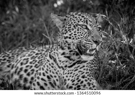 Leopard in the Masai Mara national reserve