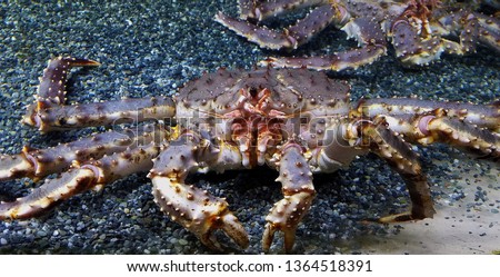 Large Blue Crab, Close Up, Looking into the Camera; Under the Sea, Snorkeling, Learning Ideas Royalty-Free Stock Photo #1364518391