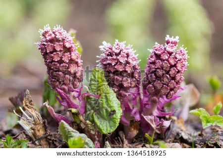 Purple Butterbur Plant Petasites Hybridus Flowering in Nature in Early Spring. A blooming butterbur (Petasites hybridus) flower in the meadow Royalty-Free Stock Photo #1364518925