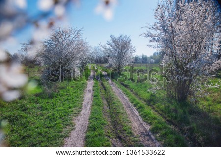 Spring landscape with flowering trees, meadow and country road