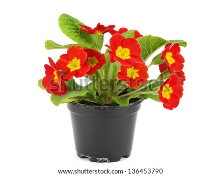 Red primula flowers in plastic pot on a white background