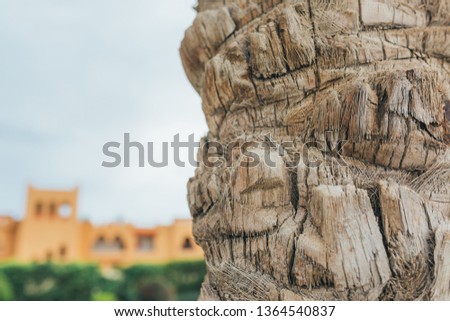 Bark from a palm tree make a tropical background