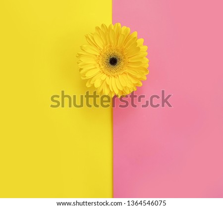 flower gerbera on color background creative