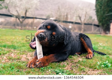 Funny rottweiler puppy playing with cartoon in the garden