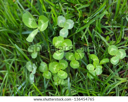 Close-up of clover tussock on meadow background