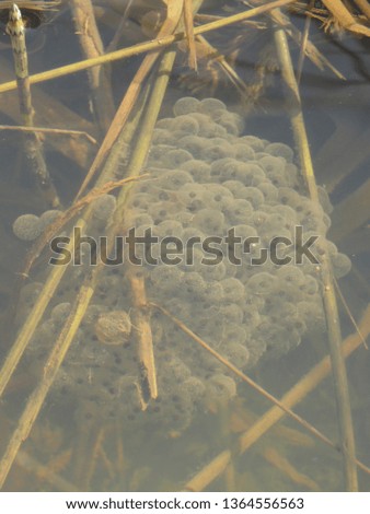 frog spawn in water