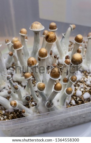 Vertical shot of psylocibin hallucinogen mushrooms growing in magic mushrooms breads inside a Tupperware on an isolated plastic environment. Growing drugs and experimentation with fungi concepts.