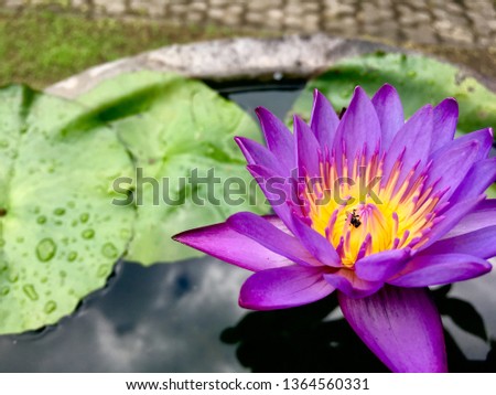 A Beautiful purple waterlily blooming at our garden. This picture was taken on january 27, 2019