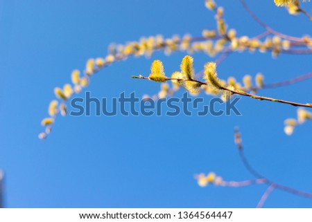 Blossoming willow branch against the blue sky; postcard to Palm Sunday