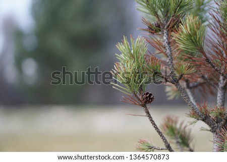close up makro photo - beautiful conifer bough on the soft forest background