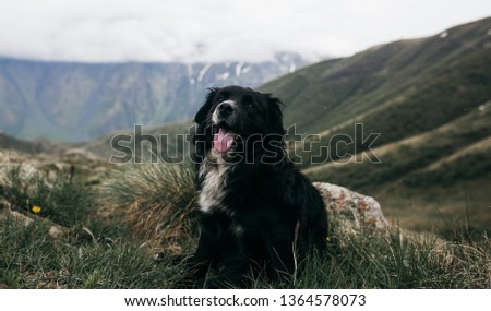 dog resting on a mountain in Georgia, background for desktop