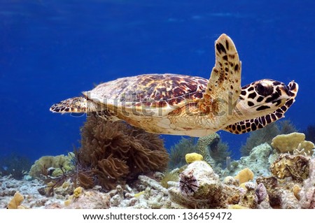 Hawksbill turtle swimming along tropical reef in the Caribbean, Bonaire