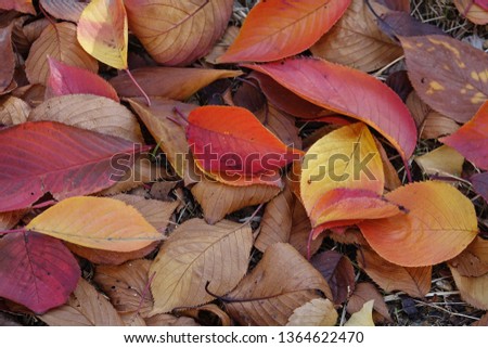 autumnal tints, fallen leaves