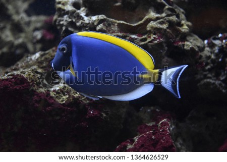 regal blue tang, palette surgeonfish, blue tang tropical saltwater fish with a dark background