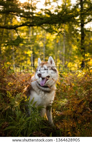 Profile Portrait of beautiful siberian husky dog with brown eyes sitting in fern grass in the forest at sunset in autumn.