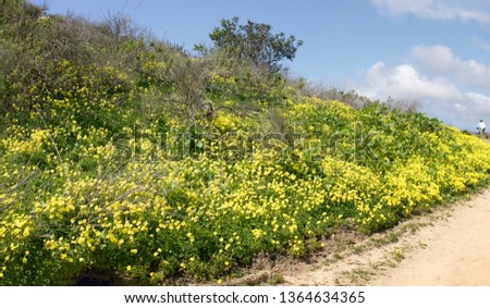 Mustard seed yellow flowers at Aliso & Woods Canyon Wilderness trail in the spring after a rainy season, Laguna Beach, CA hiking trails.