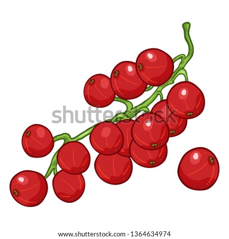 Vector Cartoon Red Currant Berries on Branch