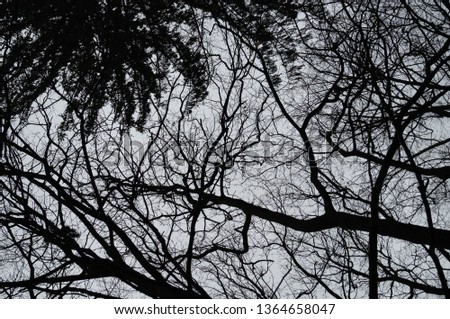 abstract trees and sky