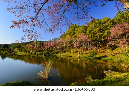 Lake view with bloom pink flower on the mountain.