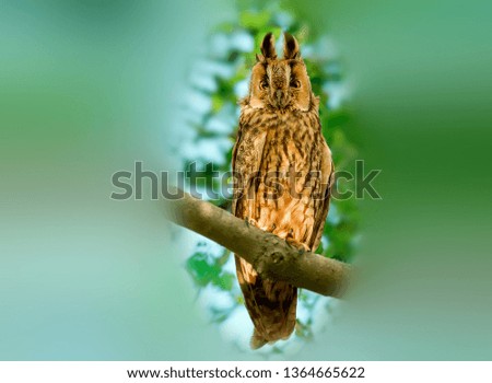 Beautiful Long-eared Owl