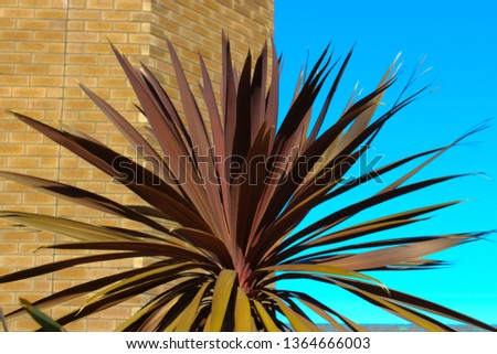 Cordyline is a genus of about 15 species of tropical woody monocotyledonous flowering plants in family Asparagaceae, subfamily Lomandroideae with colorful strappy leaves adding a spark of color .