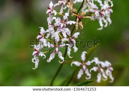 Inflorescence of orchid, of white flowers with red