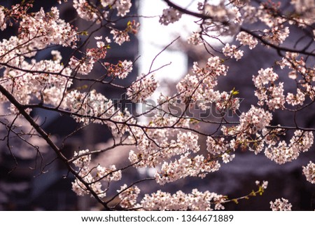 Beautiful cherry blossoms. Meguro, Tokyo, Japan