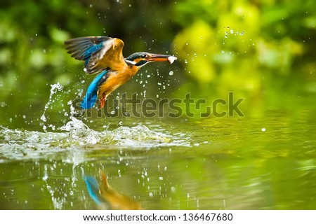 Kingfisher Royalty-Free Stock Photo #136467680