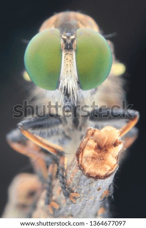eye animal robberfly