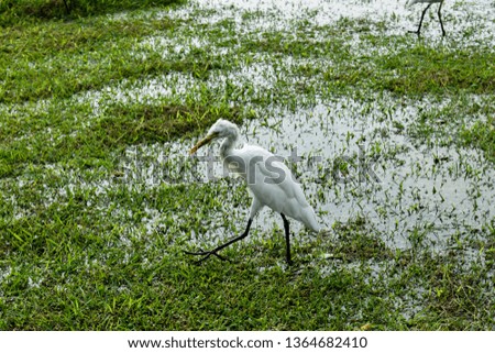 The Great White Egret Looking For Food In Green Grass Field Public Tourist Place During Rainy Season At Konark Sun Temple, India