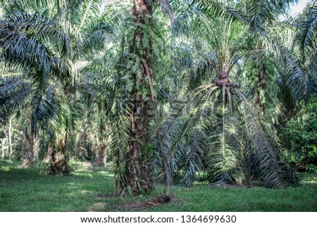The background of the palm tree, has a large trunk and sharp spines, usually planted in flat areas, popularly planted in the southern part of Thailand, considered a type of economic plant.