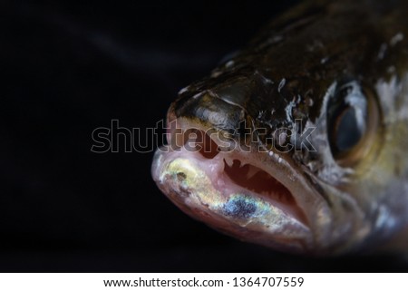 Head of a zander with an open mouth on a black background.