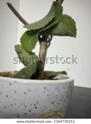 Mexican mint in a white pot