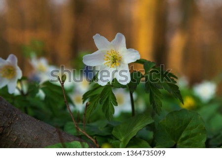 Anemone Nemorosa, windflower in the sunlight from a sunset in Pålsjö Forest in Helsingborg, Sweden as an early sign of spring. Sunlight on the forest in the background.