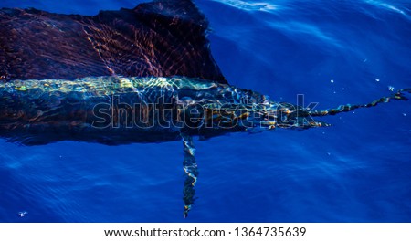 Beautiful blue and golden brown colors of an Atlantic Sailfish coming through the water in this picture taken off of Jupiter, Florida.