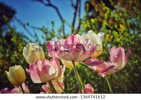 Tulip flower with green plant background in Japanese park, Tokyo