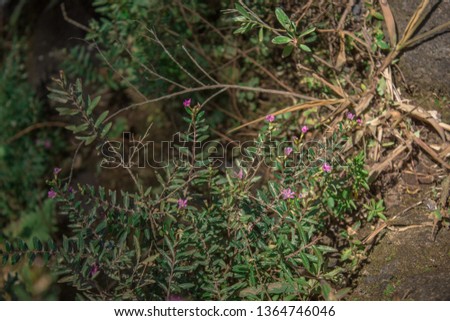 purple wildflowers on the edge of the waterfall and live on rocks