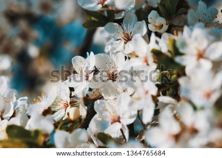 Mirabelle plum flower blooming in the spring time, around april in the mid day sun. Teal and orange style of retouch.