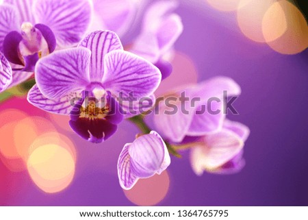 Orchid flower.  purple orchid macro on a purple background with golden bokeh.Floral background.Orchids flowers phalaenopsis