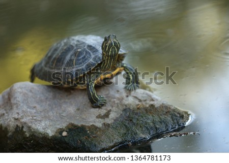Turtle Tortoise Yoga
