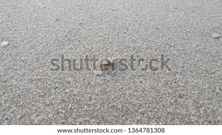 Crab and sand