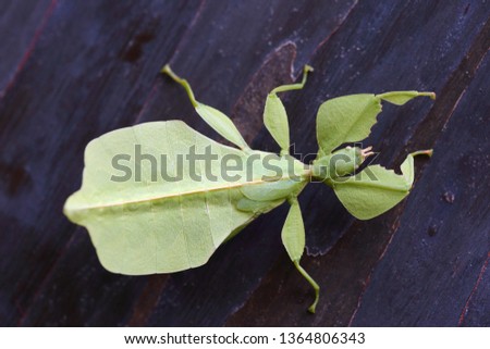 Walking leaf insect on tree bark background. A female Leaf Insect.